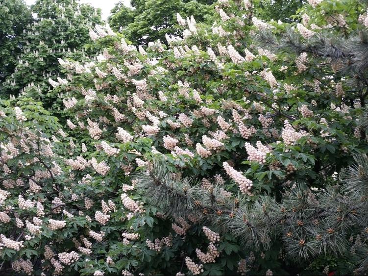 Proprietar, ap 3 camere in Pajura, vila (2/2) - 13