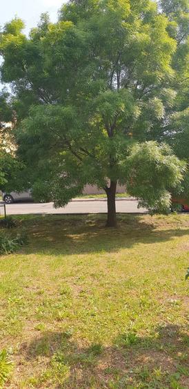 Apartament faleza nord parter 109 m l - 1