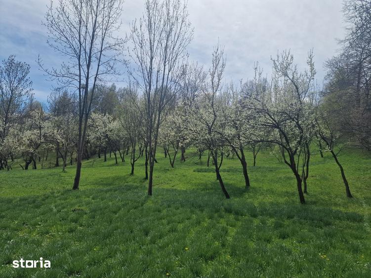 Teren de 12000 mp, în Ghioșești