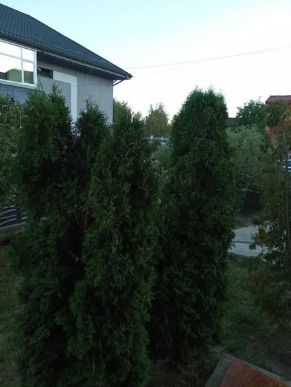 Închiriez vila in Bucium, spate Bellaria,str.Fermei - 3