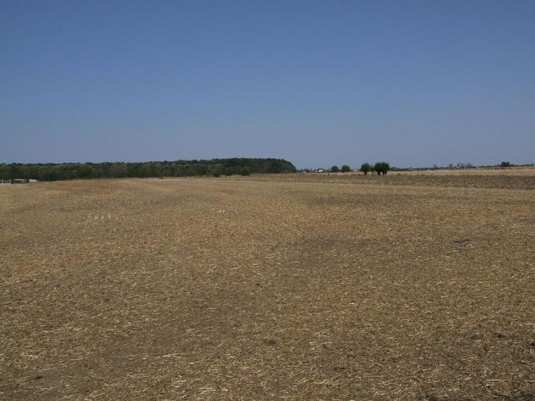 Clinceni-Ordoreanu intre padurea Teghes si Ordoreanu - 11