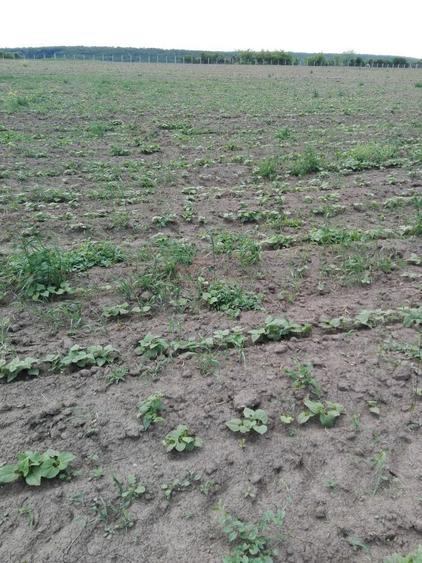 3,5 ha teren Vaculesti - 4