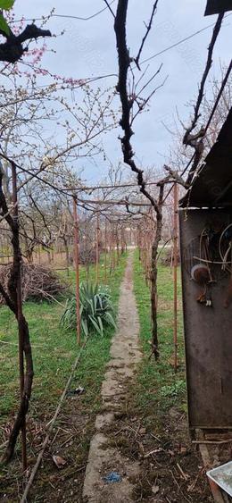 vand casa Sannicolau Mic - 3