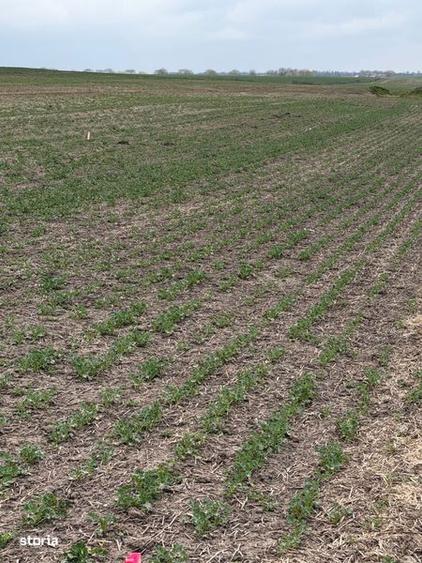 Teren arabil Vasilati - 3
