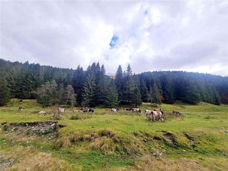 Parcela urbanizabila spectaculoasa,4.600 mp, priveliste emblematica:Piatra Craiu - 15