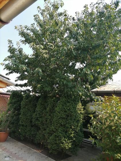 Proprietate frumoasa Vatra Noua - 1