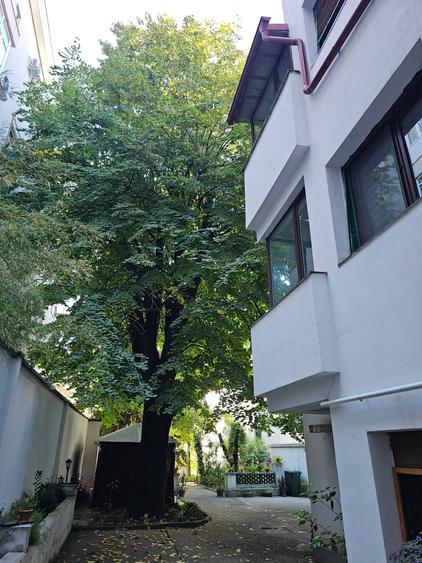 Stirbei Voda Cismigiu Ostasilor - S+P+2+M teren 595 mp singur curte, 1900000 € - 19