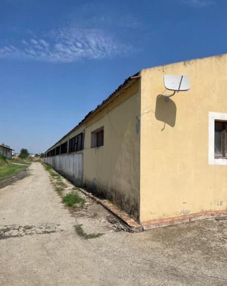 Hala situata in Ovidiu - 8