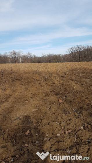 Teren extravilan 3370 mp in Mosoaia - 5