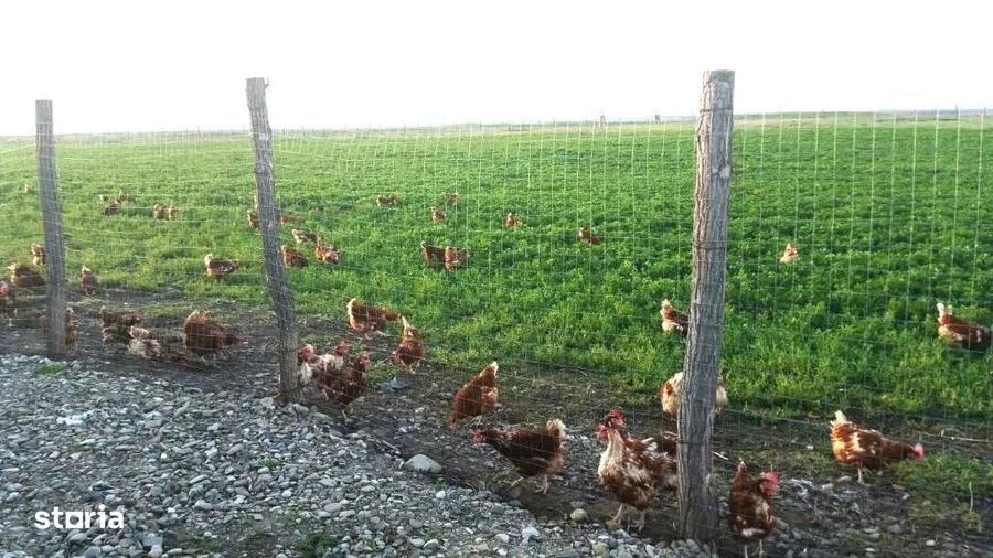Ferma de gaini ouatoare in sistem free-range | 45.000 mp teren - 6