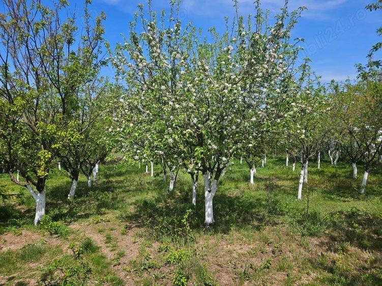 Ferma Calugareni 11860 mp 90 000 Euro - 9