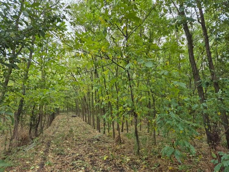 Casa cu teren 3.682 mp, sat Radu Voda (com. Lupsanu, jud. Calara?i) - 3