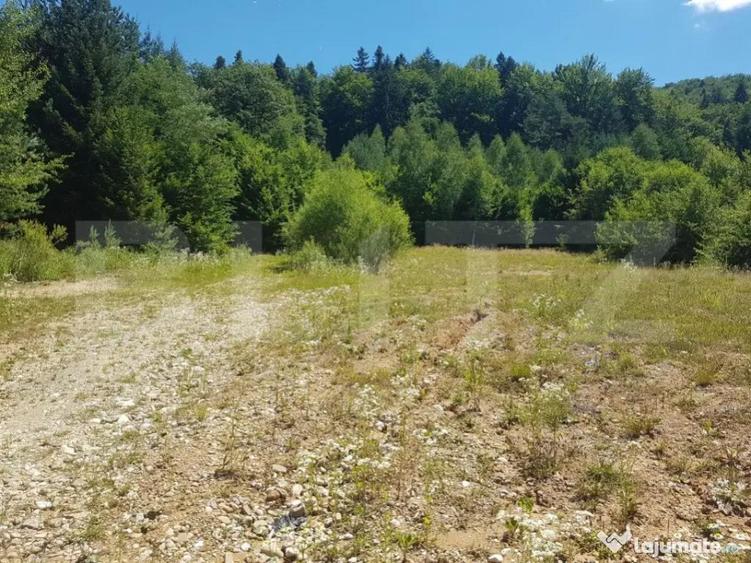 Teren Dambu Morii - 1200mp - 1