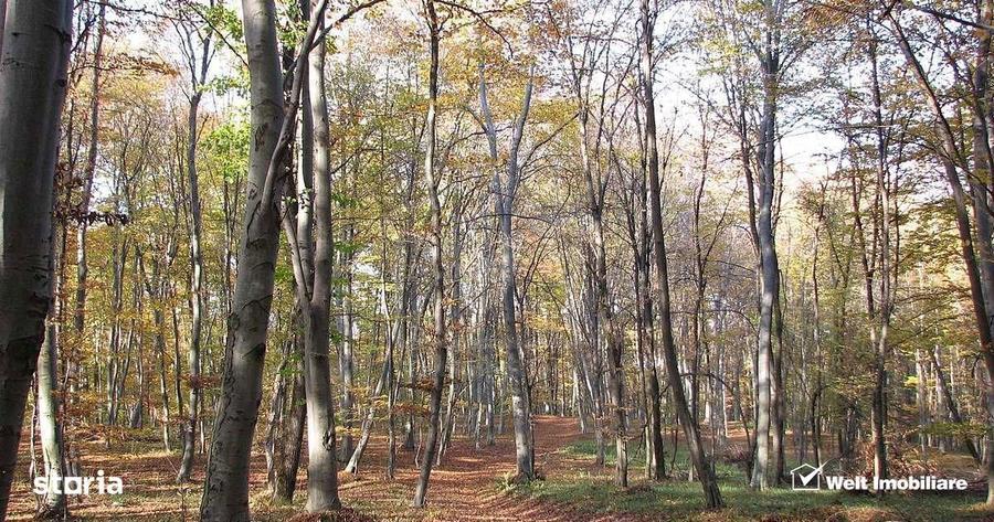 Teren spectaculos, intravilan, Feleacu, zona linistita, padure + para - 8