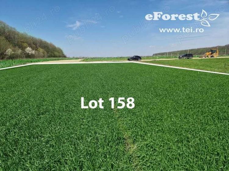 Loturi de teren, eForest, langa doua paduri, acces din DN1A, Crevedia - 6