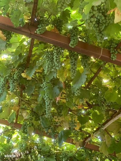 Teren intravilan, acces la utilitati, Vanatori, jud. Galati - 3