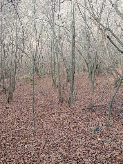 Vand/Schimb teren in zona Raului Mare, Retezat - 5