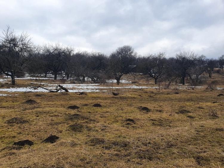 Teren Construcții extravilan de 10000 mp, în Bod - 6