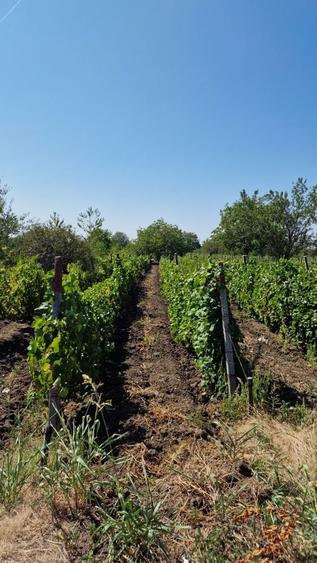 Teren 3873 mp intravilan, Valea Calugareasca - 2