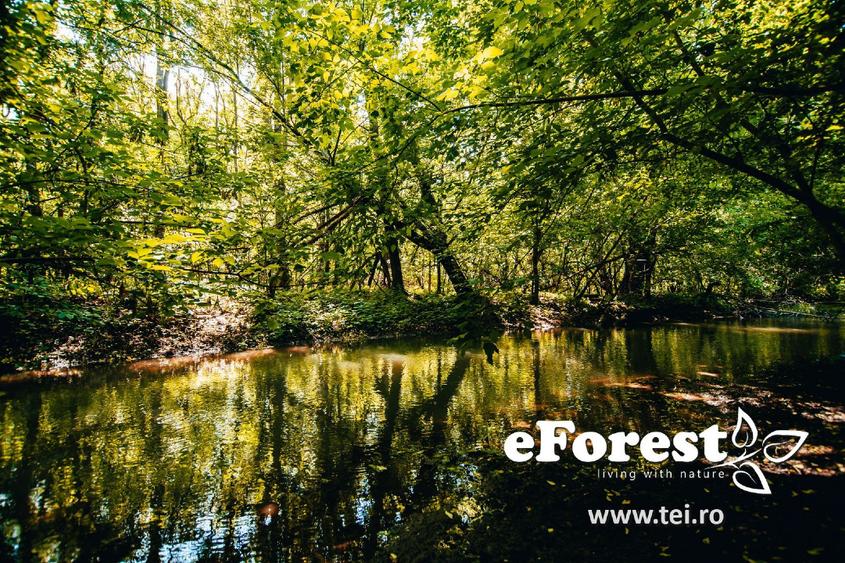 Loturi de casă 720 - 900 mp, langă Pădure în eForest, acces asfaltat - 3