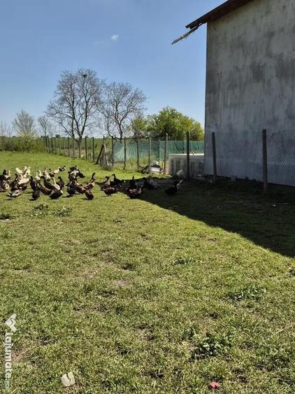 Teren 1000 mp, Oituz (Constan?a) - 1