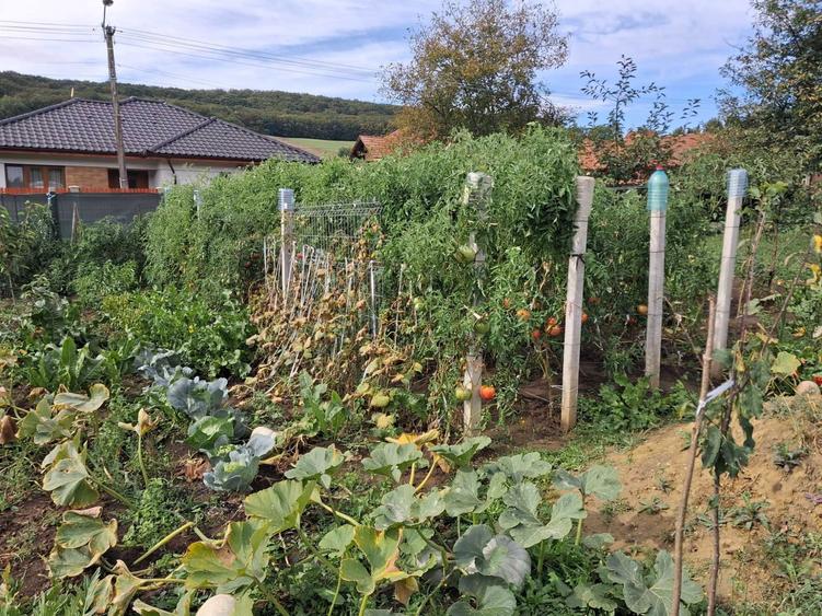 Teren intravilan cu aprobare PUZ in TG MURES TG Mures - 3