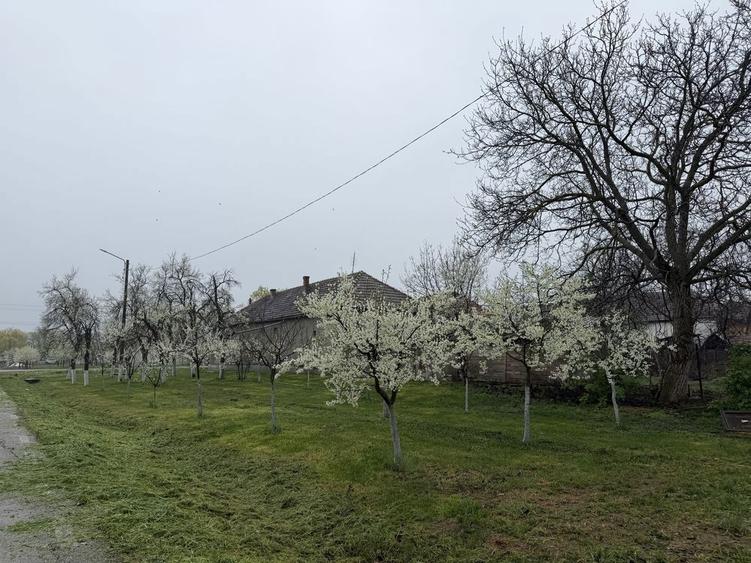 Casa cu anexe de vanzare in Com Frumuseni - 6