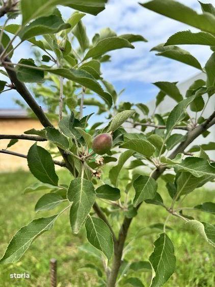 Vand teren Tartasesti 414 mp - 2