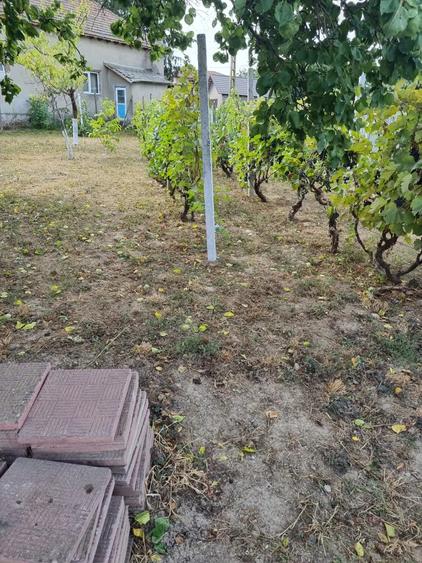 Vand schimb casa aproape de Dunare, muntii Macinului, zona viticola - 3