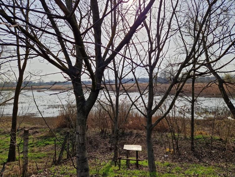 Teren - Roman  -Trifesti - ieșire la lac - livada pe rod - 1