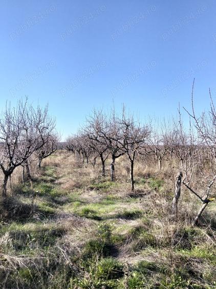 Proprietate vanzare.4camere, renovata interior exterior izolata termic anexe gospodare?ti - 5