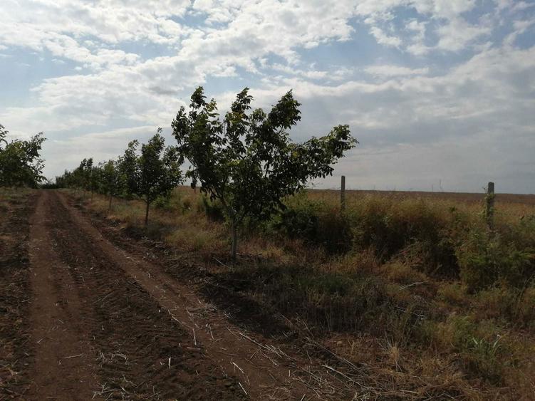 Vand livada de nuci 5ha - 2