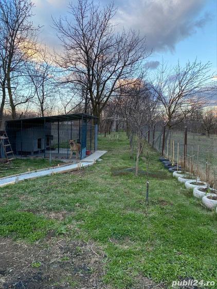 Casa de vanzare Urleta, 710 mp - 6