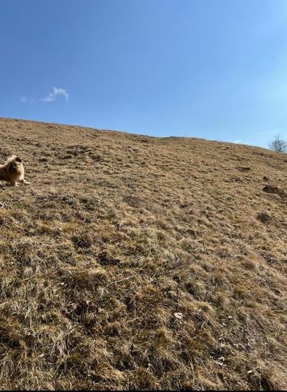Vanzare Teren cu Punct de Belvedere in Moieciu zona Magura-Pestera - 9