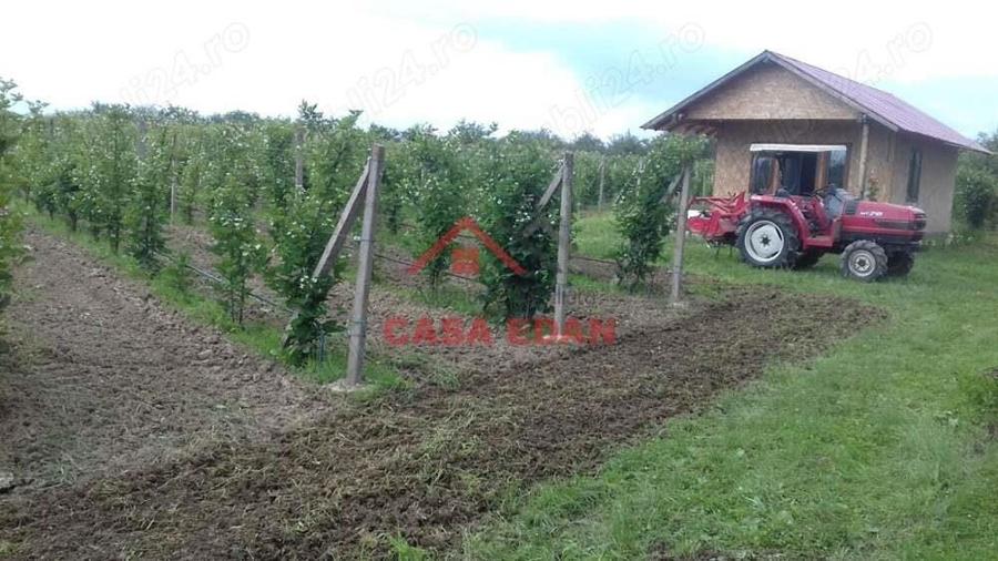 Teren extravilan in Baicoi 10.000mp plantatie mure --80.000e - 18