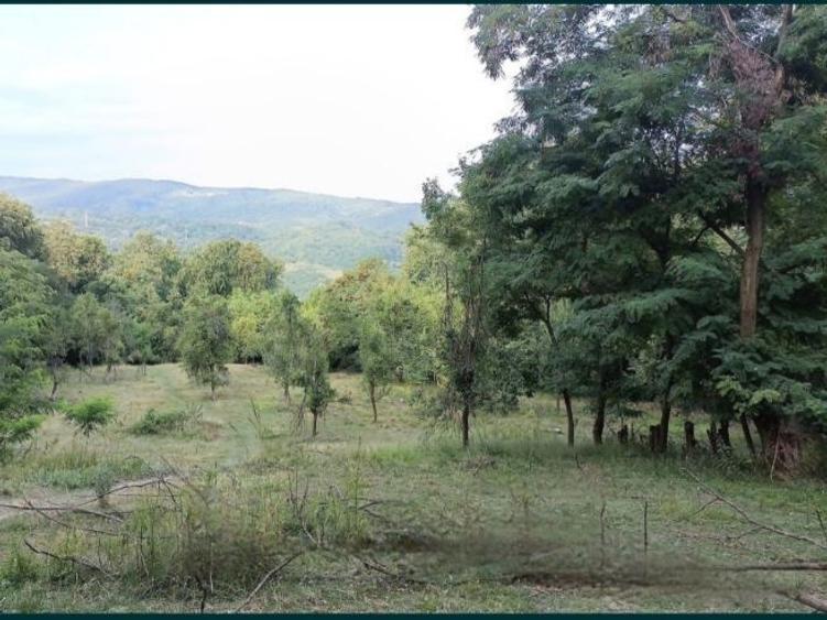 Teren 5000 mp la 3 km de barajul Paltinu, Sotrile,Prahova - 9