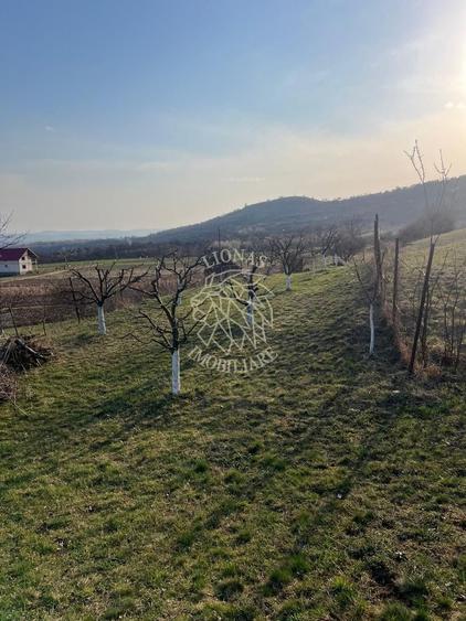 Teren 3100 mp-livada-ideal casa-Mititei - 5