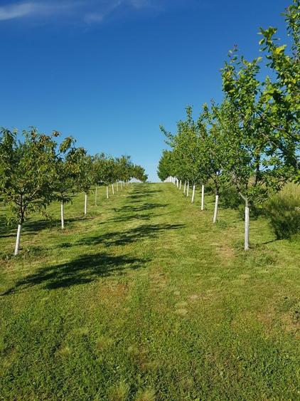 Teren intravilan cu livada, 1500 mp, cu utilitati Cordau - 6
