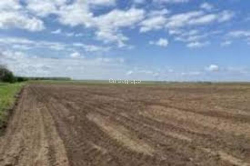 1,6 hectare de teren agricol in comuna Poeni din judetul Teleorman 1,6 hectare de teren agricol in comuna Poeni din judetul Teleorman