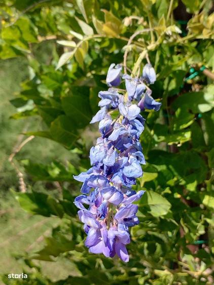 Teren rural de 16500 mp cu utilita?i - 3