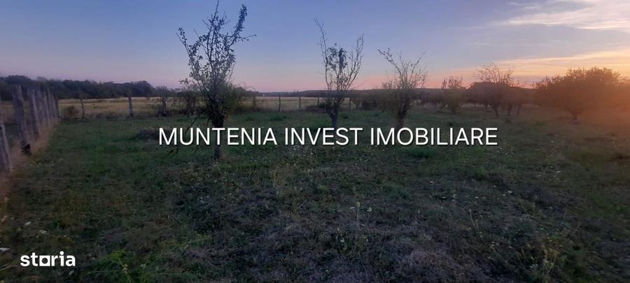 Teren 6000 mp. intravilan Smeura, str. Olteni - 5