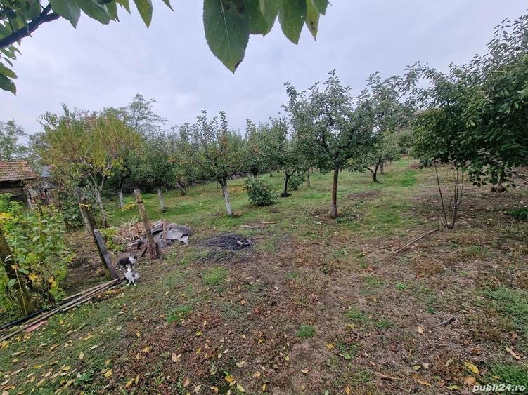 Casa +Teren1300mp[livada+vie] Sat Izvoru Giurgiu - 2