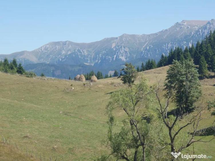 Vand teren intravilan Fundata 5200mp - 8