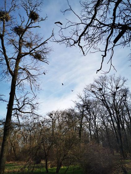 20 Ha Padure stejar la 10 km de Pitesti - 3
