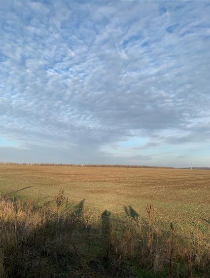 Pantelimon Centura  Vanzare  suprafata compacta  teren extravilan  71 889mp - 3