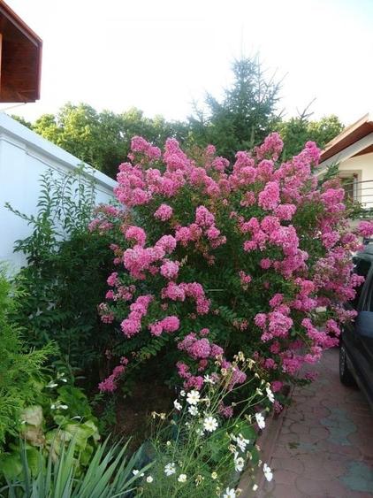 Vila piscina superba gradina matura cu iesire directa la padure - 4