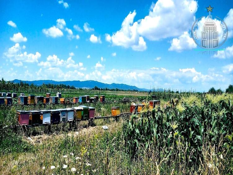 Investitie potential deosebit - Domeniu pe 20.400 mp teren intravilan, Brasov - 4