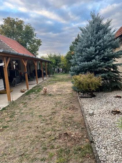 Casu?a Satchinez generoasa - 2