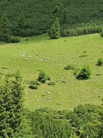 De inchiriat 101 HA pasune alpina cu sursa de apa potabila - 7