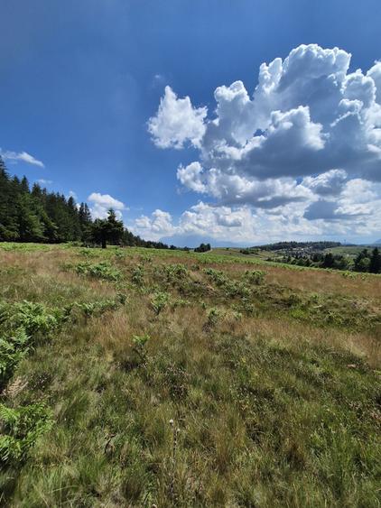Teren Superb de Vanzare in Holbav, Jud. Brasov - 3546 mp, PUZ in Lucru - 5